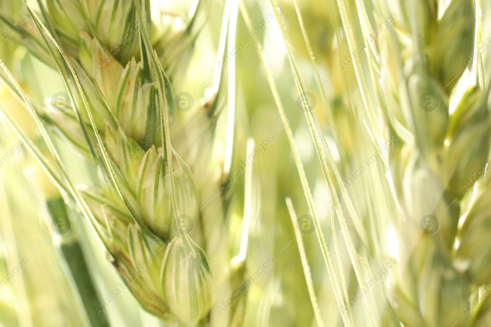 Photo of Green wheat spikes on blurred background, closeup