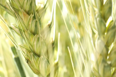 Photo of Green wheat spikes on blurred background, closeup