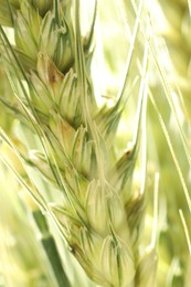 Photo of Green wheat spikes on blurred background, closeup