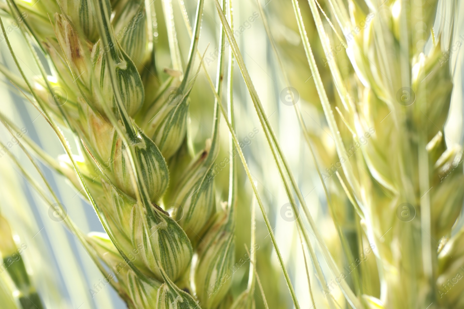 Green wheat spikes on blurred background, closeup Photo of Green wheat spikes on blurred background, closeup