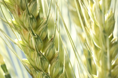 Photo of Green wheat spikes on blurred background, closeup