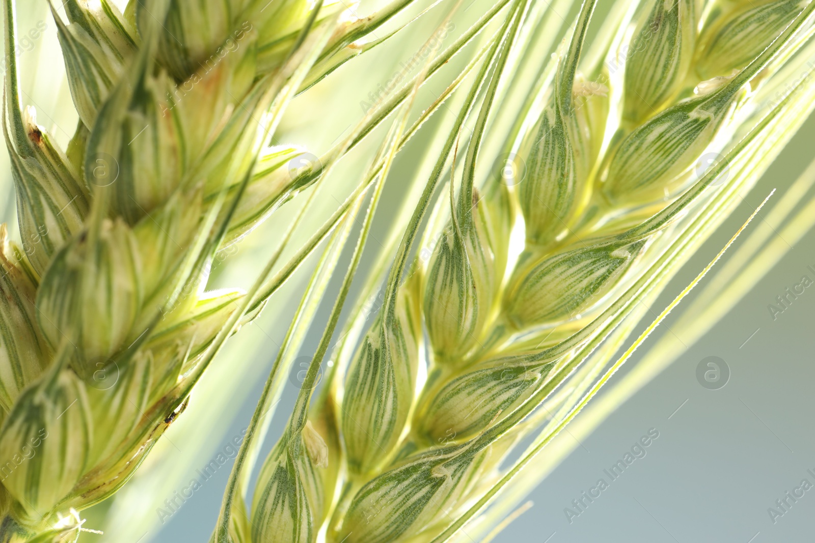 Photo of Green wheat spikes on blurred background, closeup