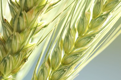 Photo of Green wheat spikes on blurred background, closeup