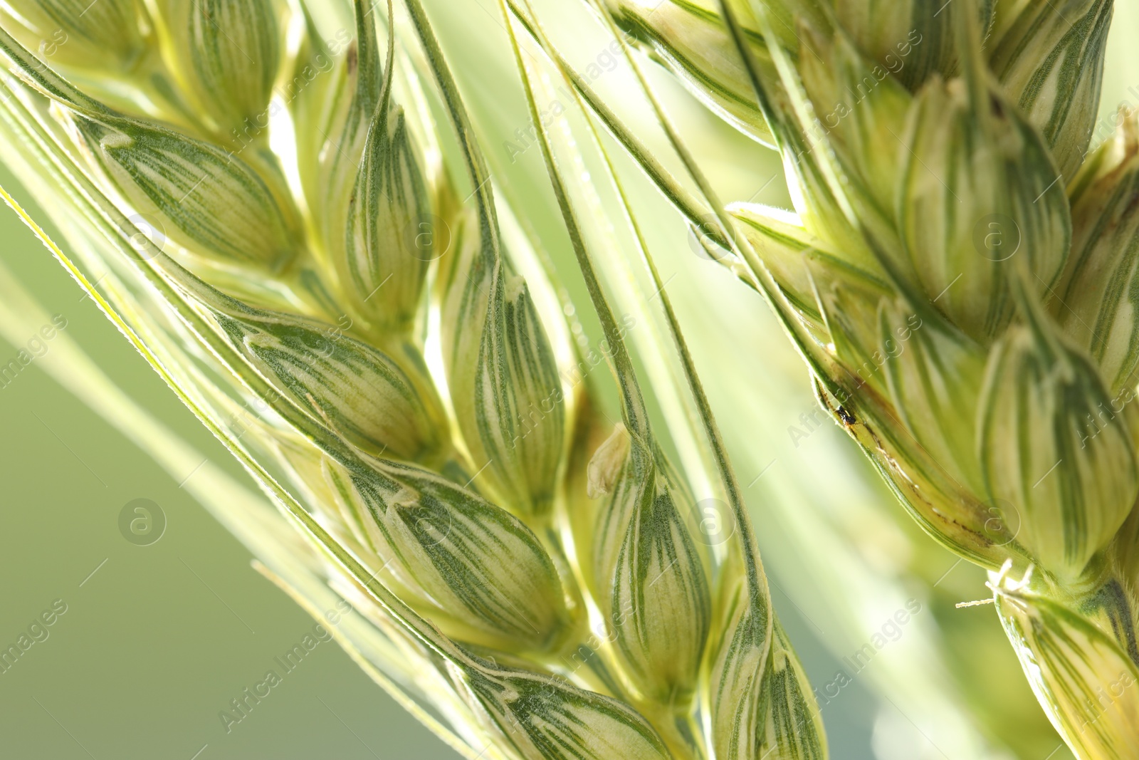 Photo of Green wheat spikes on blurred background, closeup