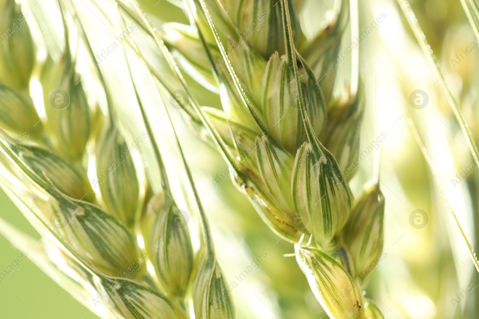 Photo of Green wheat spikes on blurred background, closeup