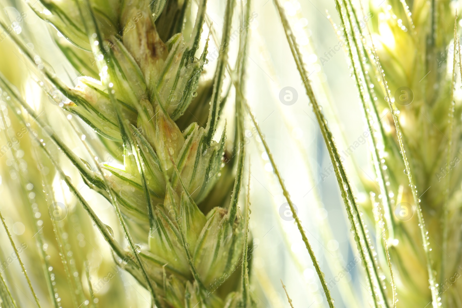 Photo of Green wheat spikes on blurred background, closeup