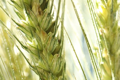 Photo of Green wheat spikes on blurred background, closeup