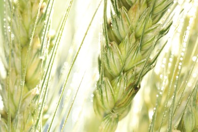 Photo of Green wheat spikes on blurred background, closeup
