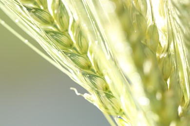 Photo of Green wheat spikes on blurred background, closeup