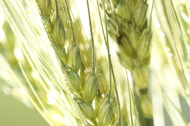 Photo of Green wheat spikes on blurred background, closeup