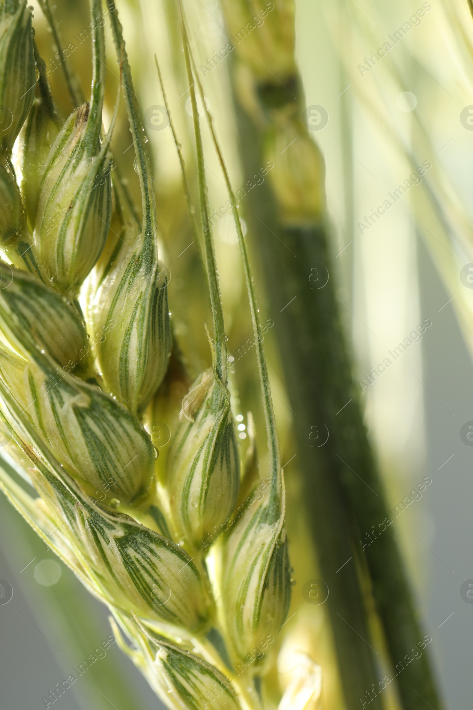 Photo of Green wheat spikes on blurred background, closeup