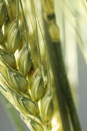 Photo of Green wheat spikes on blurred background, closeup