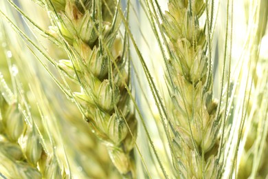 Photo of Green wheat spikes on blurred background, closeup