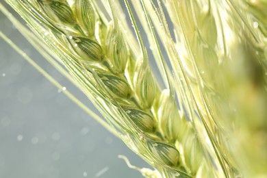 Photo of Green wheat spikes on blurred background, closeup