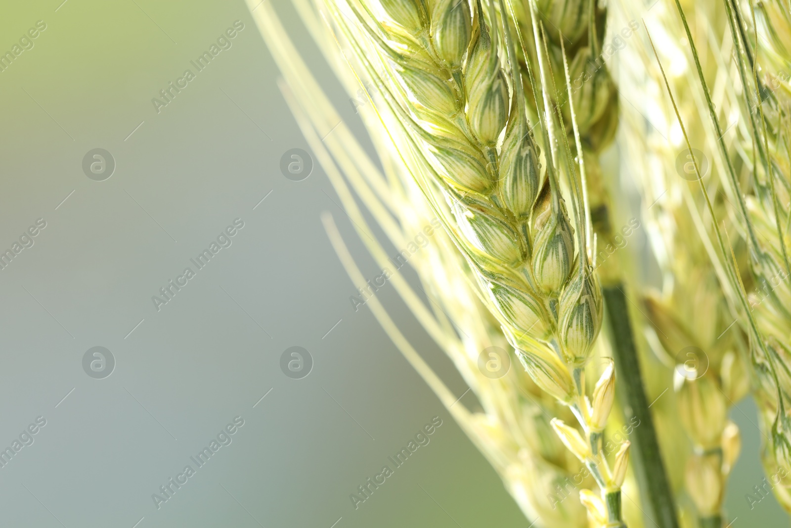 Photo of Green wheat spikes on blurred background, closeup. Space for text