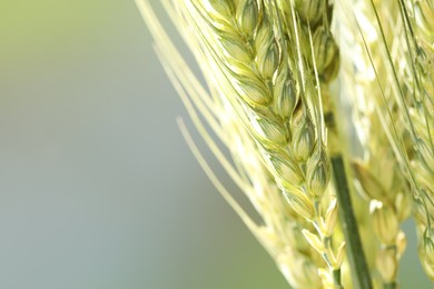 Photo of Green wheat spikes on blurred background, closeup. Space for text