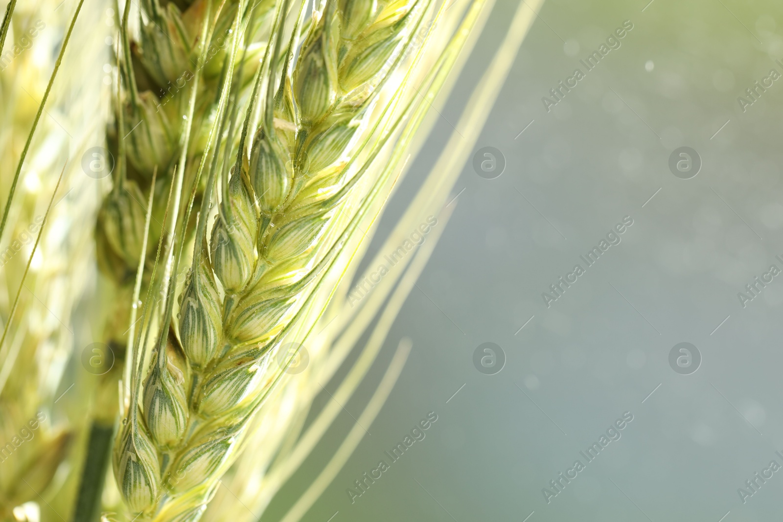 Photo of Green wheat spikes on blurred background, closeup. Space for text