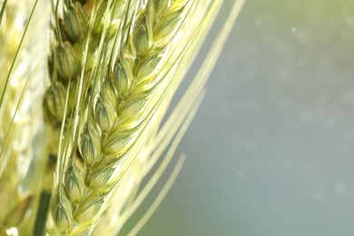 Photo of Green wheat spikes on blurred background, closeup. Space for text