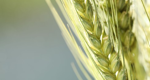 Photo of Green wheat spikes on blurred background, closeup. Space for text