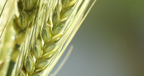 Photo of Green wheat spikes on blurred background, closeup. Space for text