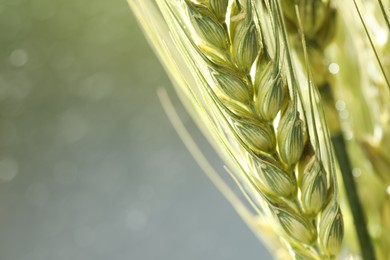 Photo of Green wheat spikes on blurred background, closeup. Space for text
