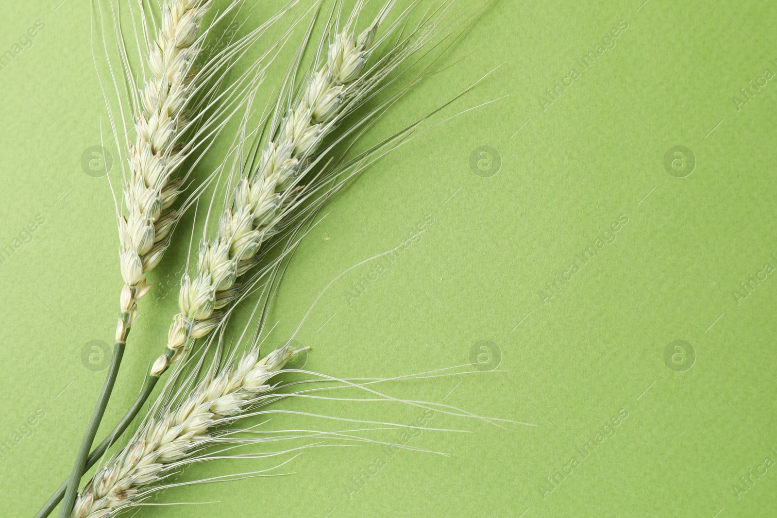 Green wheat spikes on color background, top view. Space for text Photo of Green wheat spikes on color background, top view. Space for text