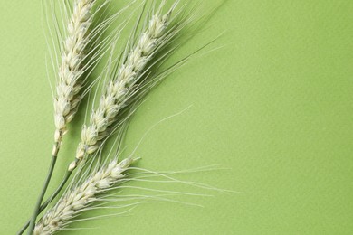 Photo of Green wheat spikes on color background, top view. Space for text