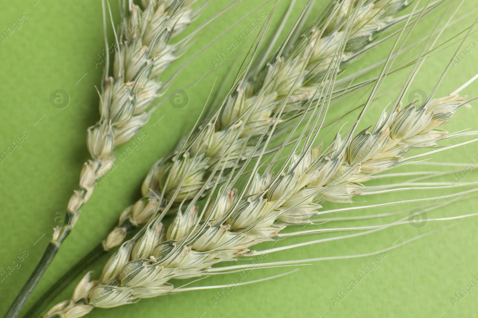 Green wheat spikes on color background, top view Photo of Green wheat spikes on color background, top view