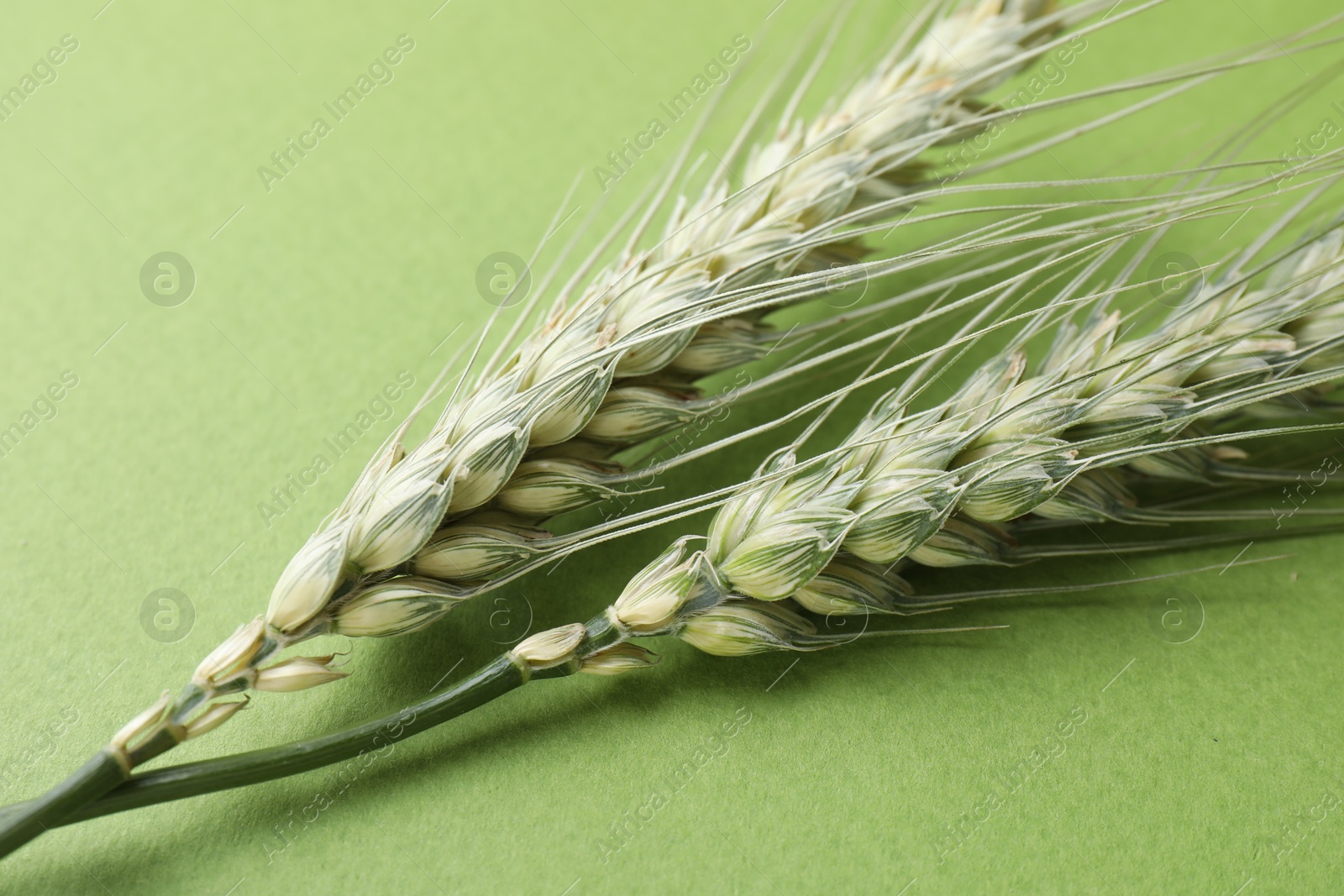 Green wheat spikes on color background, closeup Photo of Green wheat spikes on color background, closeup