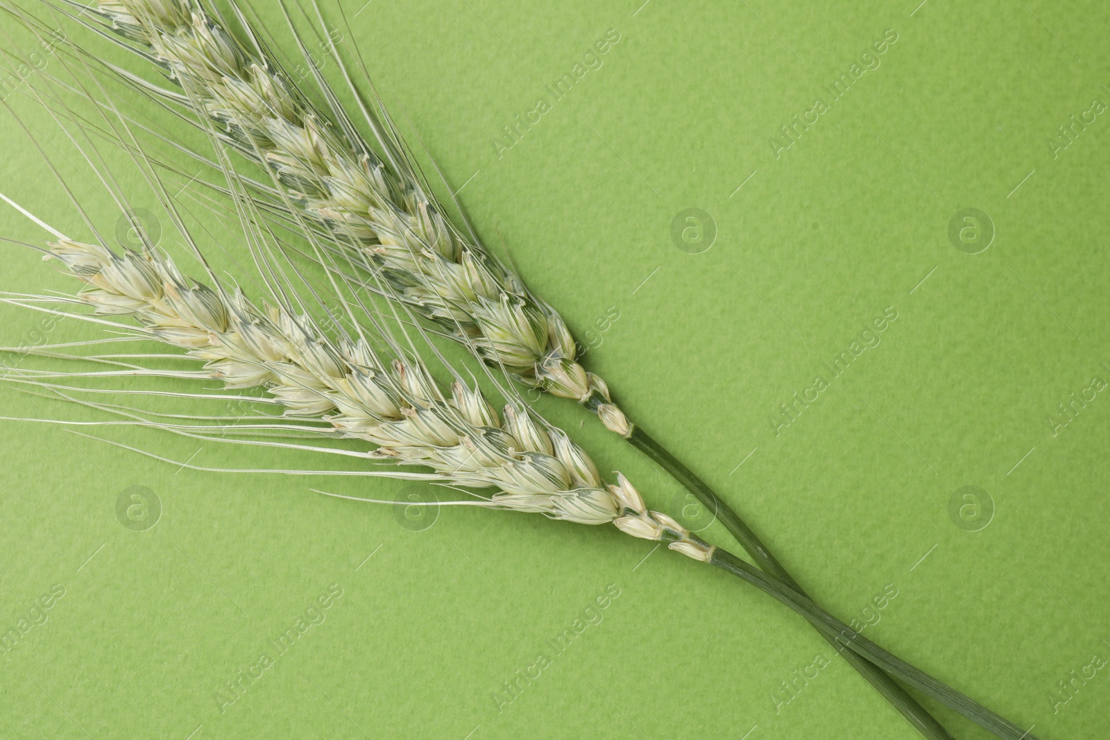 Green wheat spikes on color background, top view Photo of Green wheat spikes on color background, top view