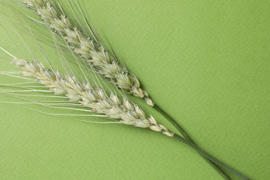 Photo of Green wheat spikes on color background, top view