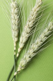 Photo of Green wheat spikes on color background, top view