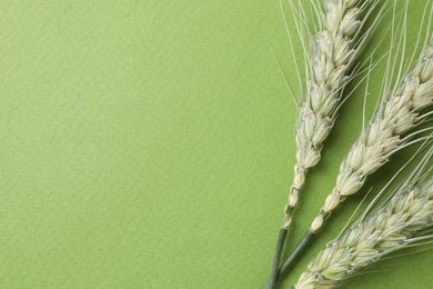 Photo of Green wheat spikes on color background, top view. Space for text
