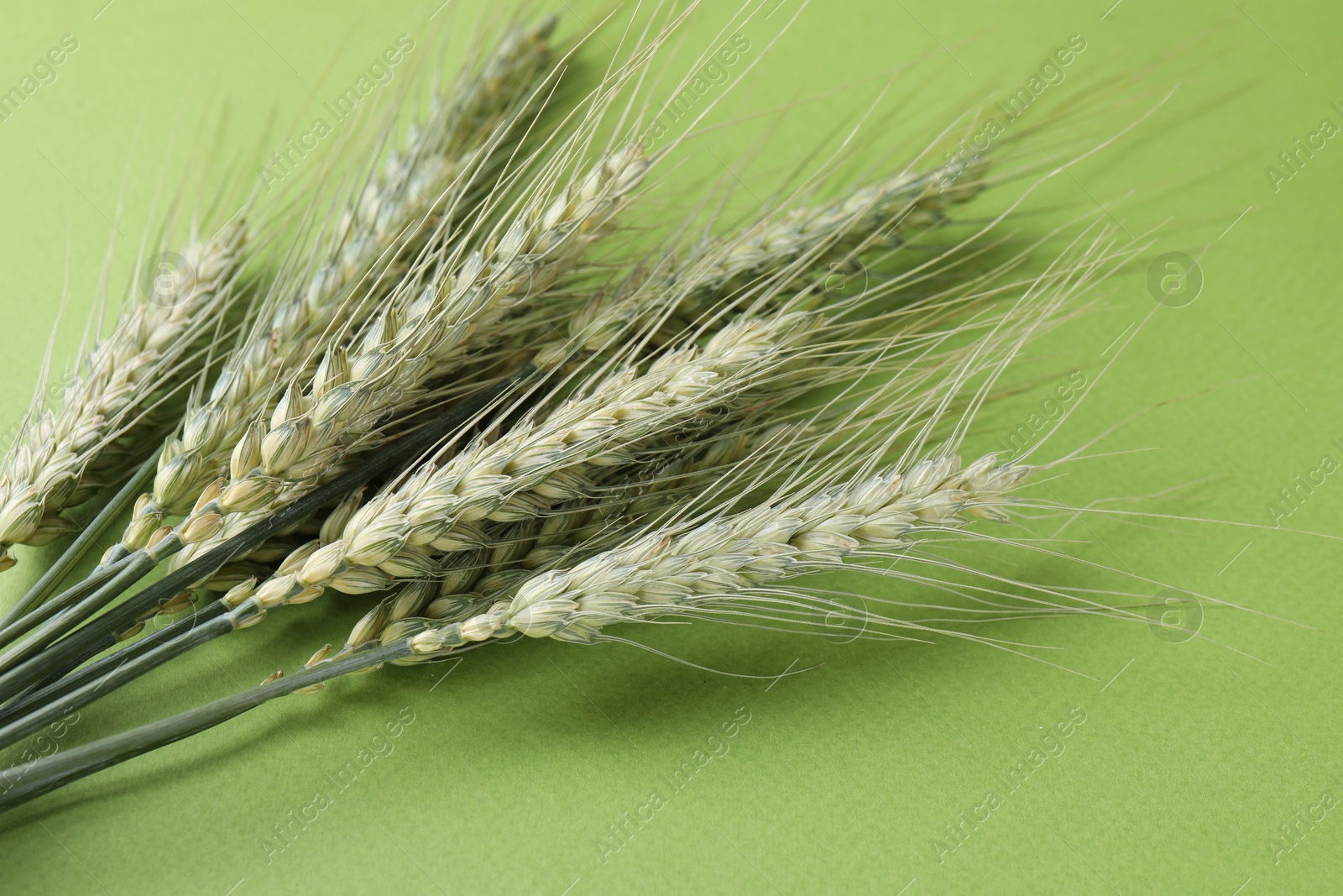 Photo of Green wheat spikes on color background, closeup