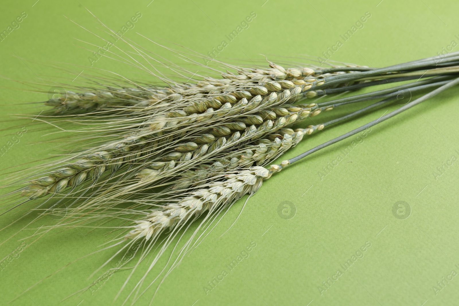 Photo of Green wheat spikes on color background, closeup