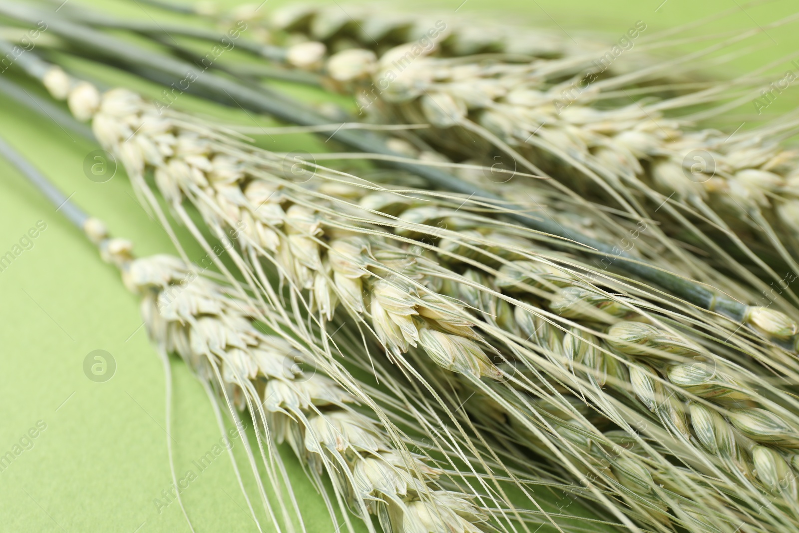 Green wheat spikes on color background, closeup Photo of Green wheat spikes on color background, closeup