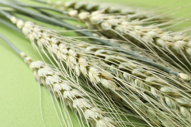 Photo of Green wheat spikes on color background, closeup