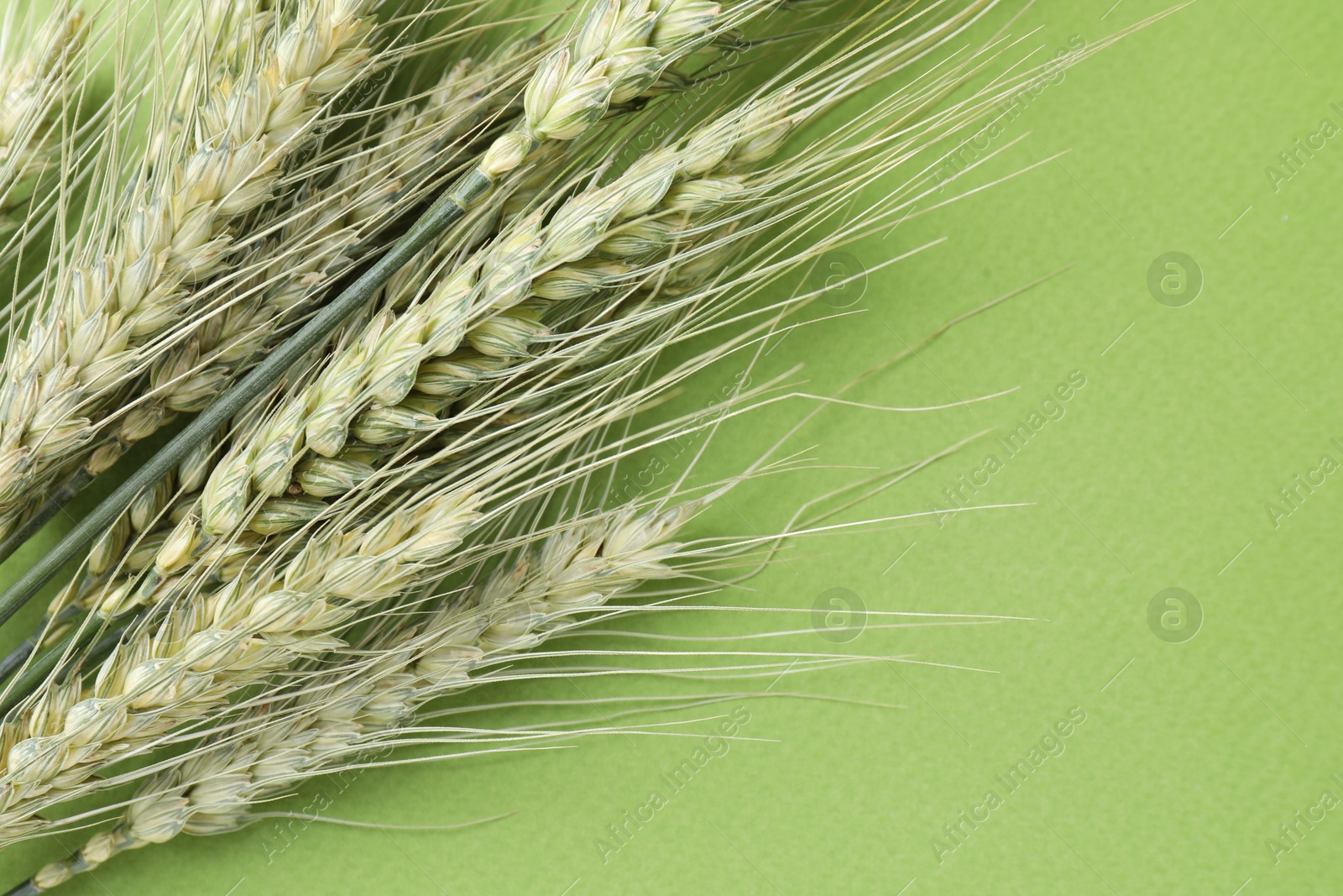 Green wheat spikes on color background, closeup. Space for text Photo of Green wheat spikes on color background, closeup. Space for text