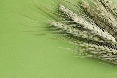 Photo of Green wheat spikes on color background, closeup. Space for text