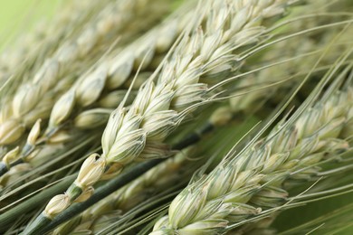Photo of Green wheat spikes on color background, closeup