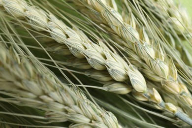 Photo of Green wheat spikes on color background, closeup