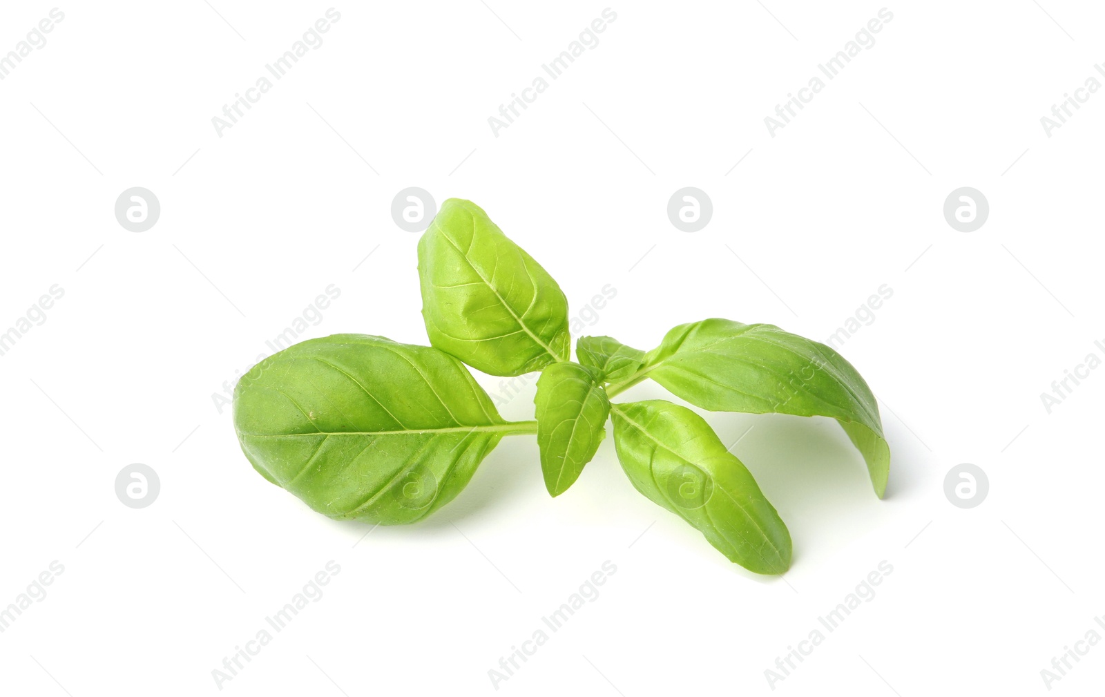 Photo of Twig of fresh green basil isolated on white