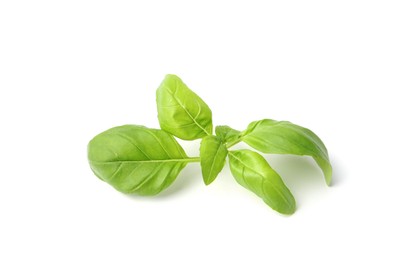 Photo of Twig of fresh green basil isolated on white