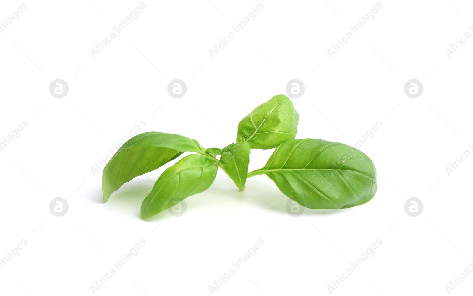 Photo of Twig of fresh green basil isolated on white