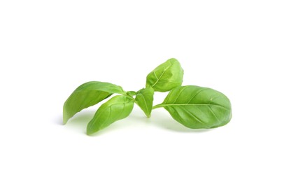 Photo of Twig of fresh green basil isolated on white