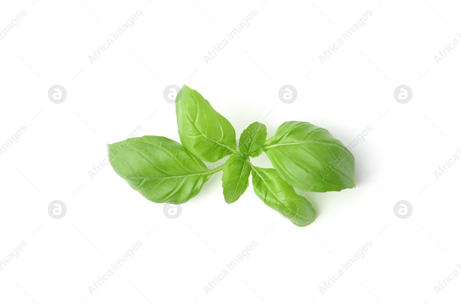 Twig of fresh green basil isolated on white, top view Photo of Twig of fresh green basil isolated on white, top view