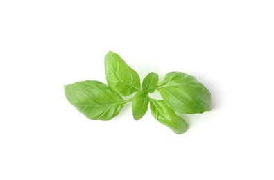 Photo of Twig of fresh green basil isolated on white, top view
