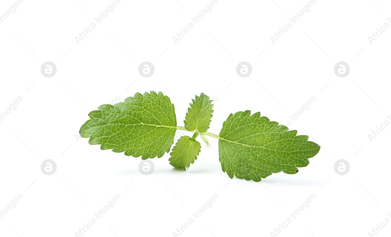 Photo of Twig of fresh green mint isolated on white