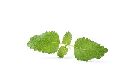 Photo of Twig of fresh green mint isolated on white