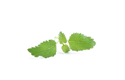 Photo of Twig of fresh green mint isolated on white